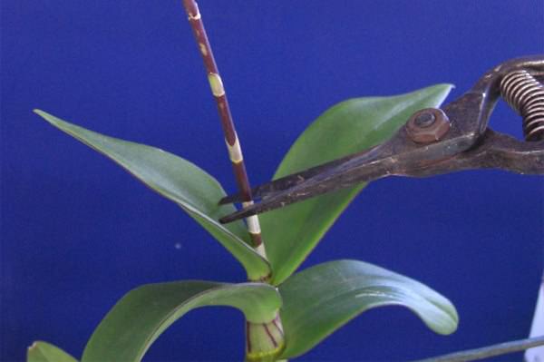 Наиболее часто цветоводами-любителями практикуется размножение комнатной орхидеи в домашних условиях при помощи верхушечных черенков